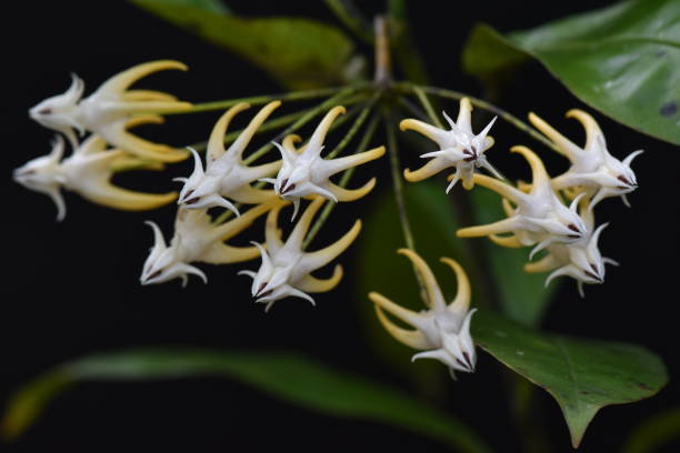 istock Hoya, a tropical flower blooms 1340904657