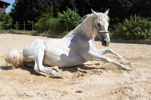 The Camargue horse is an ancient breed, indigenous to the Camargue region. It's one of the oldest breeds in the world and for centuries these horses have lived wild in the  harsh environment of the Camargue wetlands.