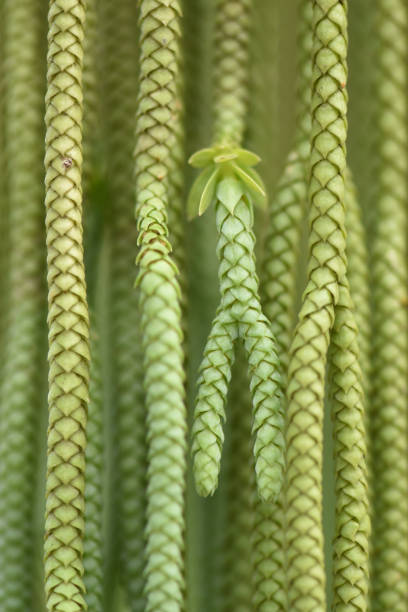 Huperzia is an evergreen tropical plant