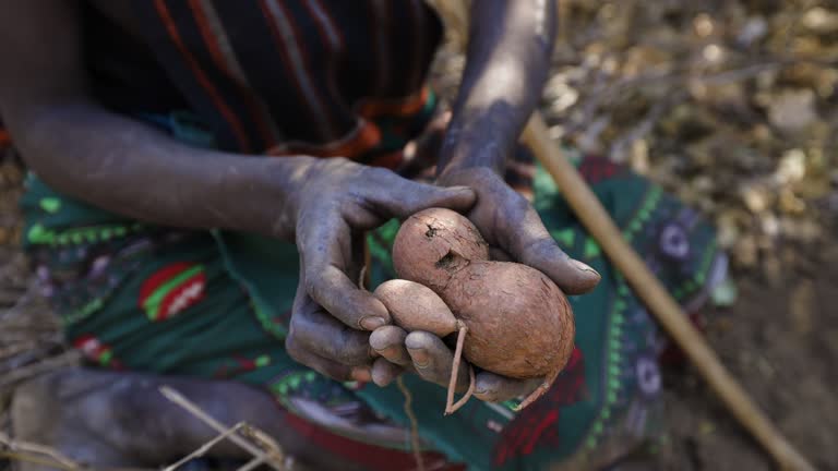 Close-up cropped view of Hadza hunter-gatherer woman showing tuber she dug out the ground Tanzania