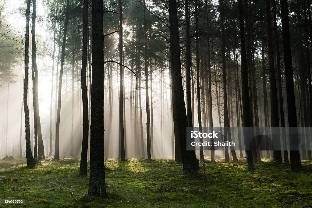 Misty old foggy forest Misty old foggy forest in autumn. Poland, Bory Tucholskie. Autumn Stock Photo