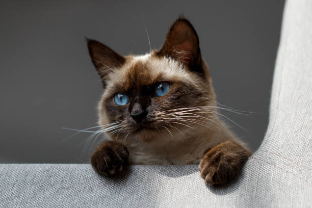 istock Portrait cat with blue eyes, siamese cat 1340908202