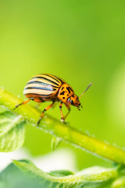 In pictures: colourful insects and spiders like you've never seen them