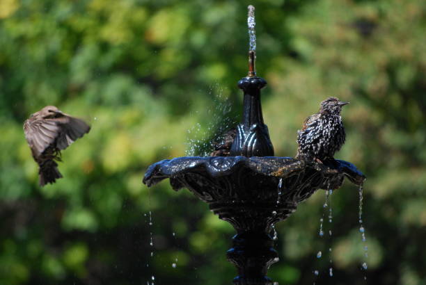 버드 배스 - birdbath 뉴스 사진 이미지