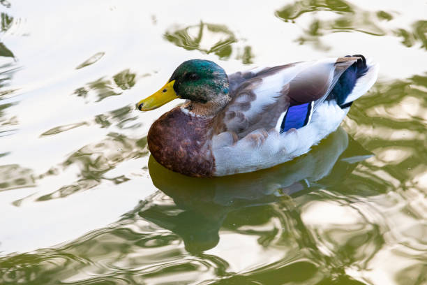 istock A view of a Mallard Duck 1340912711