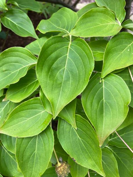 A group of dogwood leaves.