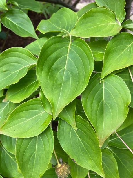 A group of dogwood leaves. Close up of a group of green dogwood leaves. cornus sanguinea stock pictures, royalty-free photos & images