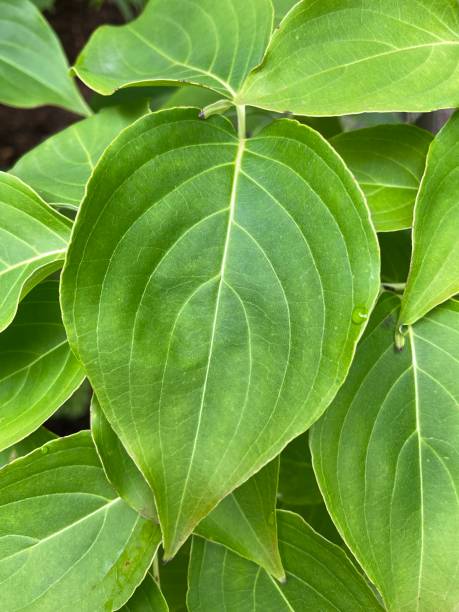 istock Close up of a dogwood leaf. 1340912743