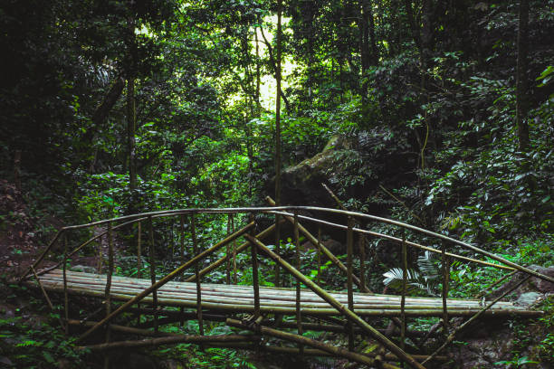 Bamboo bridge A bridge made of bamboo in the forest bamboo bridge stock pictures, royalty-free photos & images