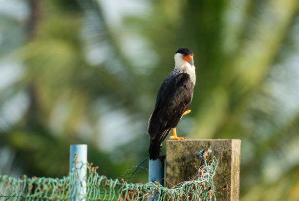 A Crested Caracara (Caracara plancus) perching on a fence post. A Crested Caracara (Caracara plancus) with a disabled foot perching on a fence post with a coconut tree blurred in the background. crested caracara stock pictures, royalty-free photos & images