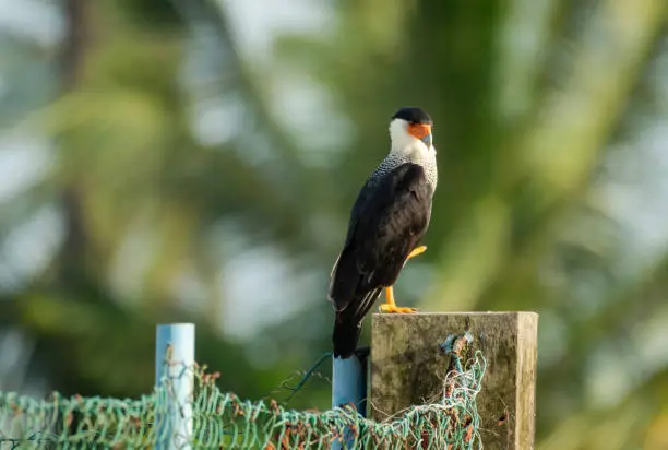 A Crested Caracara (Caracara plancus) with a disabled foot perching on a fence post with a coconut tree blurred in the background.