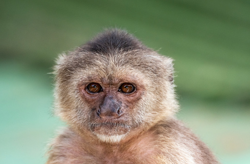 Close up face of a Golden Monkey