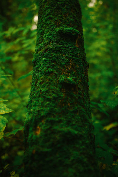 istock the texture of green moss on a tree in a dense forest. soft focus background and beautiful blur at the back 1340914674