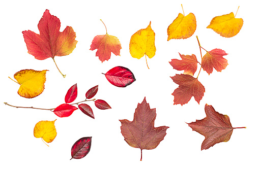 Multicolored autumn leaves on a white background. Isolated objects