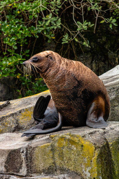 nowa zelandia foka opalająca się na skale. auckland zoo, auckland, nowa zelandia - whimper zdjęcia i obrazy z banku zdjęć