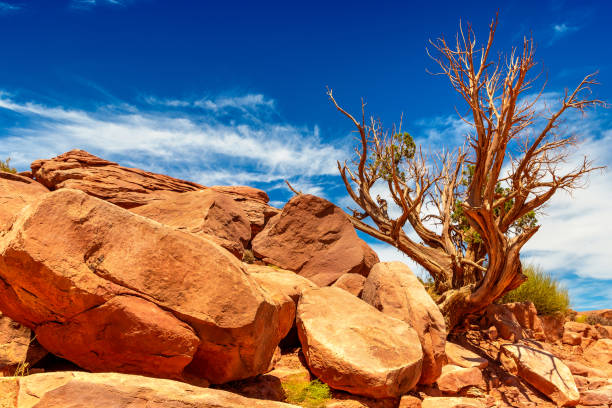 Old dead tree at Grand Canyon Old dead tree at Grand Canyon in a sunny day, USA grand canyon of yellowstone river stock pictures, royalty-free photos & images