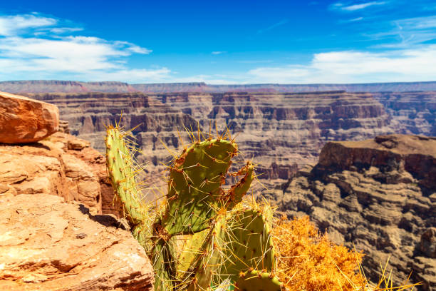 istock Grand Canyon West Rim 1340917090