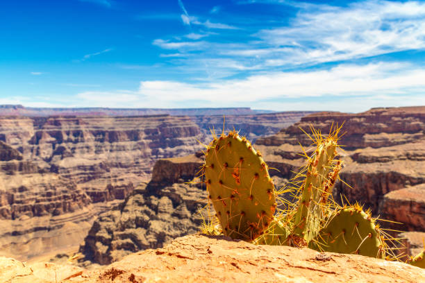 istock Grand Canyon West Rim 1340917151