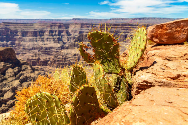 istock Grand Canyon West Rim 1340917175