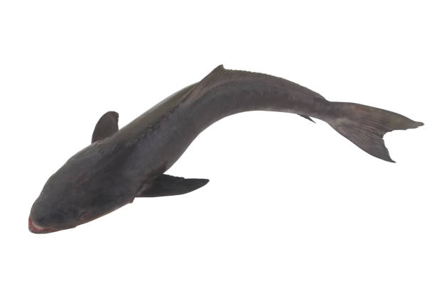 istock Cobia fish isolated on white background 1340917186