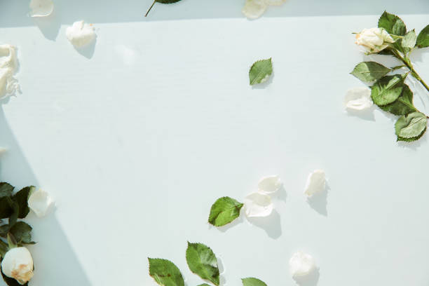 istock Water surface texture, white delicate background with white rose petals and leaves. Copy space 1340917793