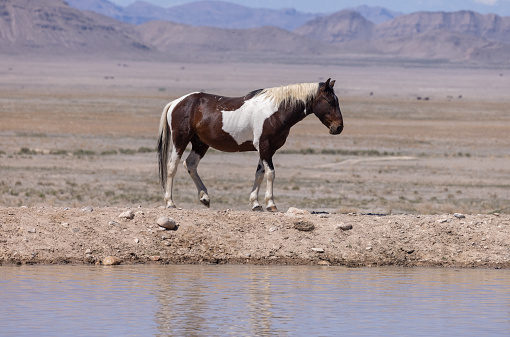 a wild horse at a desert waterhole in Utah