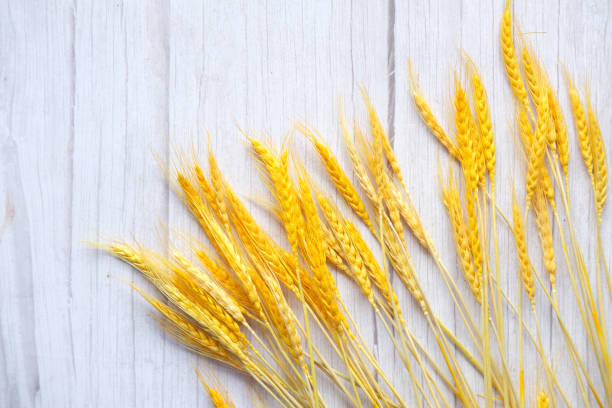 istock detail shot of wheat spikelets on table 1340923540
