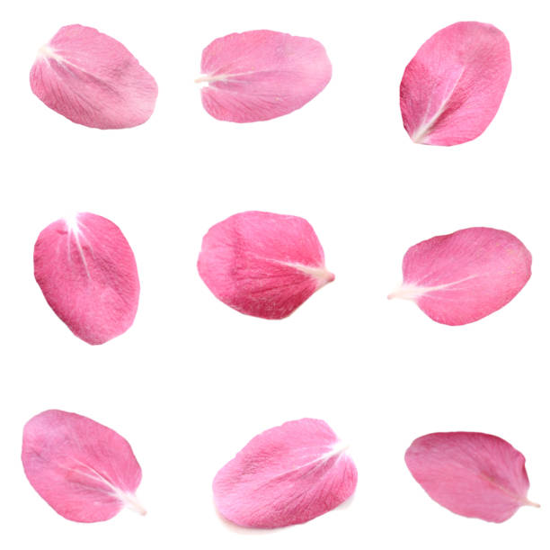 istock pink cherry flower (apple flower) petal 1340924103