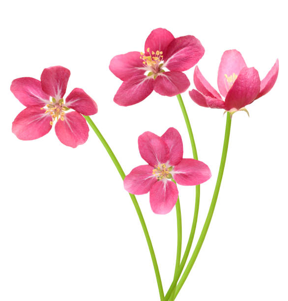istock blooming apple flower bouquet 1340924127