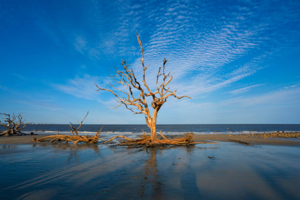 istock Beautiful Driftwood Beach sunset in Jekyll Island. 1340924269