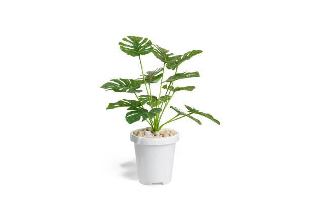 istock Beautiful monstera tree in a white pot stands on white background. plastic tree, room decoration 1340926285