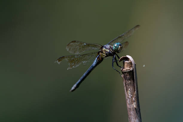 istock The resting Dragonfly docked at the branch tip in the dark background 1340927031