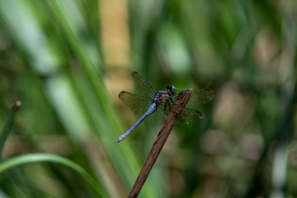 istock The resting Dragonfly docked at the branch tip in the dark background 1340927032