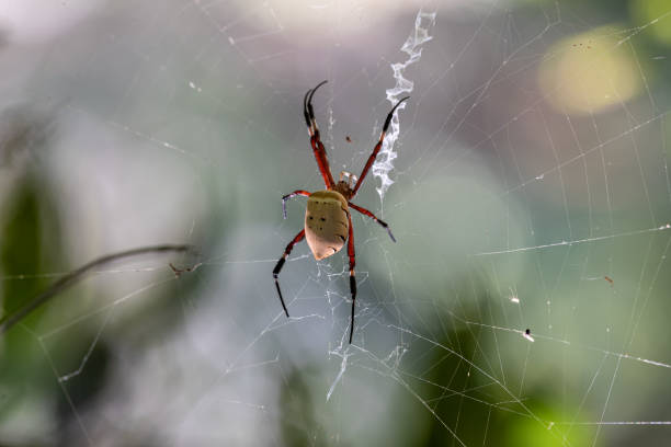 istock Spiders weaving cobwebs in the Forest waiting for prey 1340927597