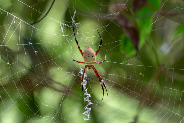 istock Spiders weaving cobwebs in the Forest waiting for prey 1340927603
