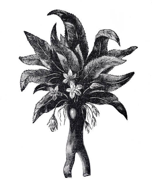 Mandragora in 1. Moses 30:14 Illustration from 19th century. mandragora stock illustrations