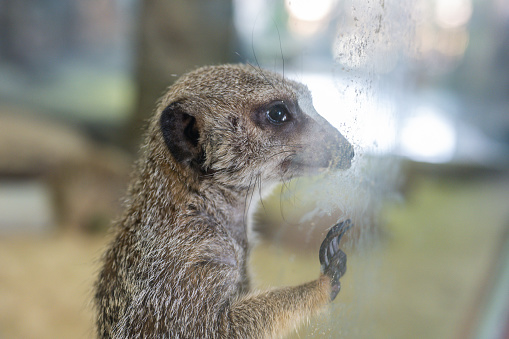 Cute meerkat looking staring