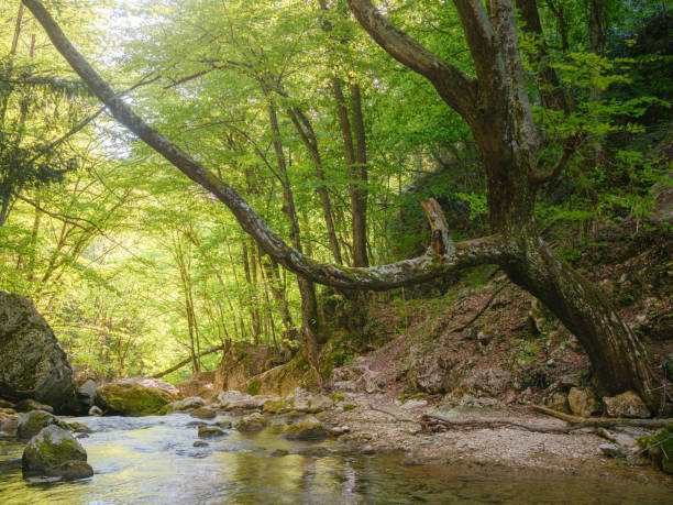 istock small river deep in the green forests 1340928023