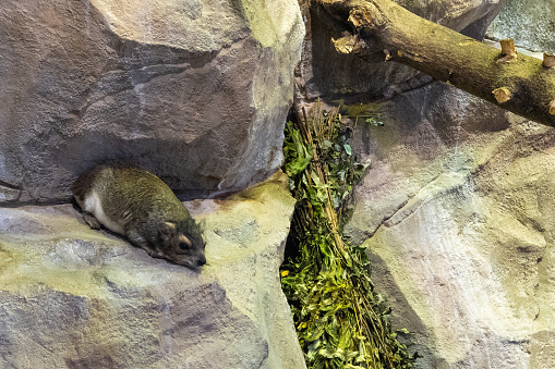 The yellow-spotted rock hyrax or bush hyrax (Heterohyrax brucei) is a species of mammal in the family Procaviidae.