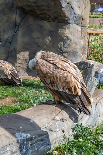 The griffon vulture (Gyps fulvus) is a large Old World vulture in the bird of prey family Accipitridae. The Eurasian griffon in the zoo of Kazan.