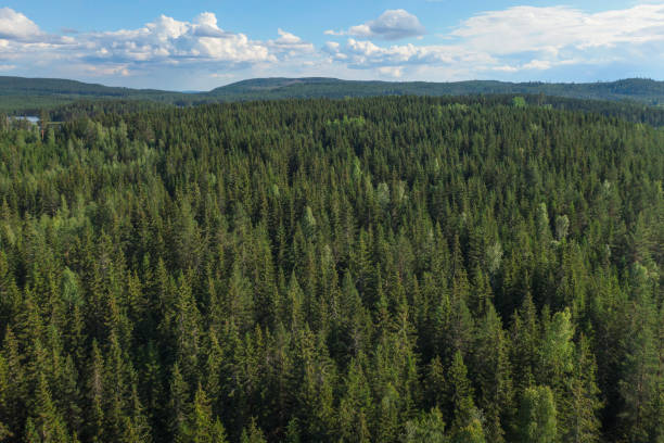 grande forêt - forest aerial view taiga treetop photos et images de collection