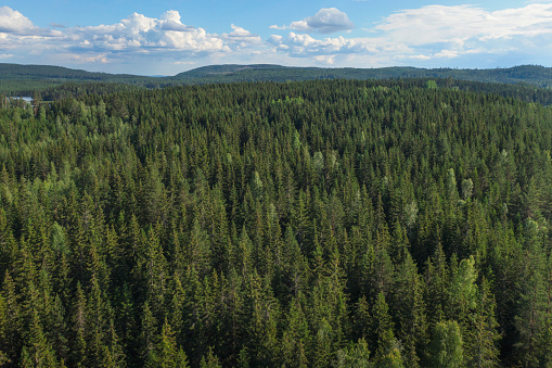 Aerial view of a large forest with mainly spruce trees in the Dalarna region of Sweden.