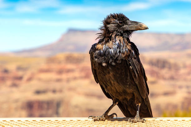 istock Black Raven at Grand Canyon 1340928932