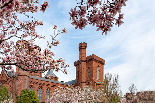 During National Cherry Blossom Festival, Flowers in the Moongate Garden and Smithsonian Castle of Washington DC, USA.