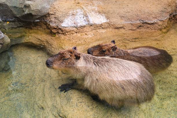 istock Two cute Kapibaras immersed in the water 1340930220