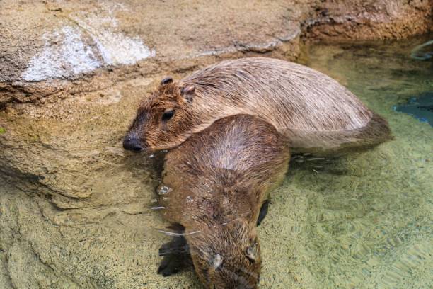 istock Two cute Kapibaras immersed in the water 1340930239