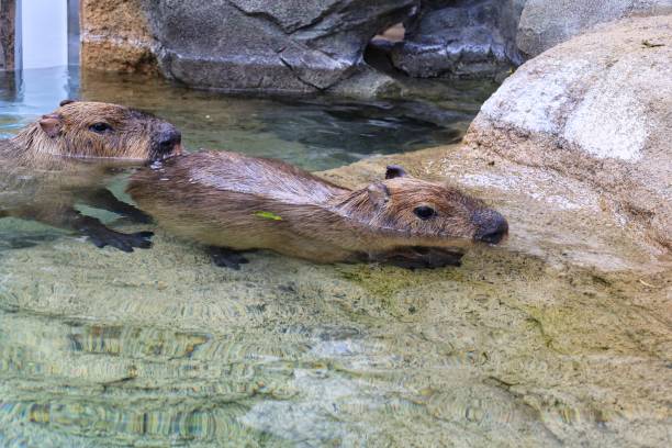 istock Two cute Kapibaras immersed in the water 1340930276