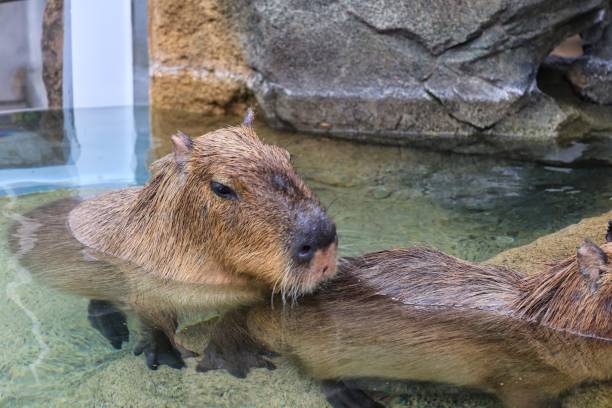 istock Two cute Kapibaras immersed in the water 1340930294
