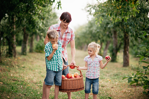 Family picking apples on farm in autumn. Children with mother playing in tree orchard. Cute little girl and boy eating red delicious fruit. Harvest Concept. Apple picking. Woman and children