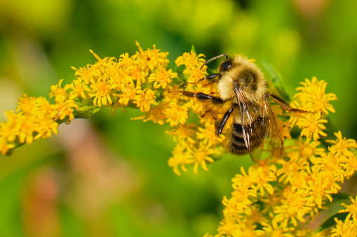 Common eastern bumble bee pollinates wild yellow flowers